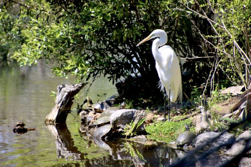 Image for the Tweet beginning: Another beautiful day in ⁦@NOLACityPark⁩