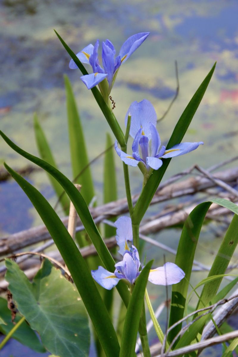 Image for the Tweet beginning: Another beautiful day in ⁦@NOLACityPark⁩