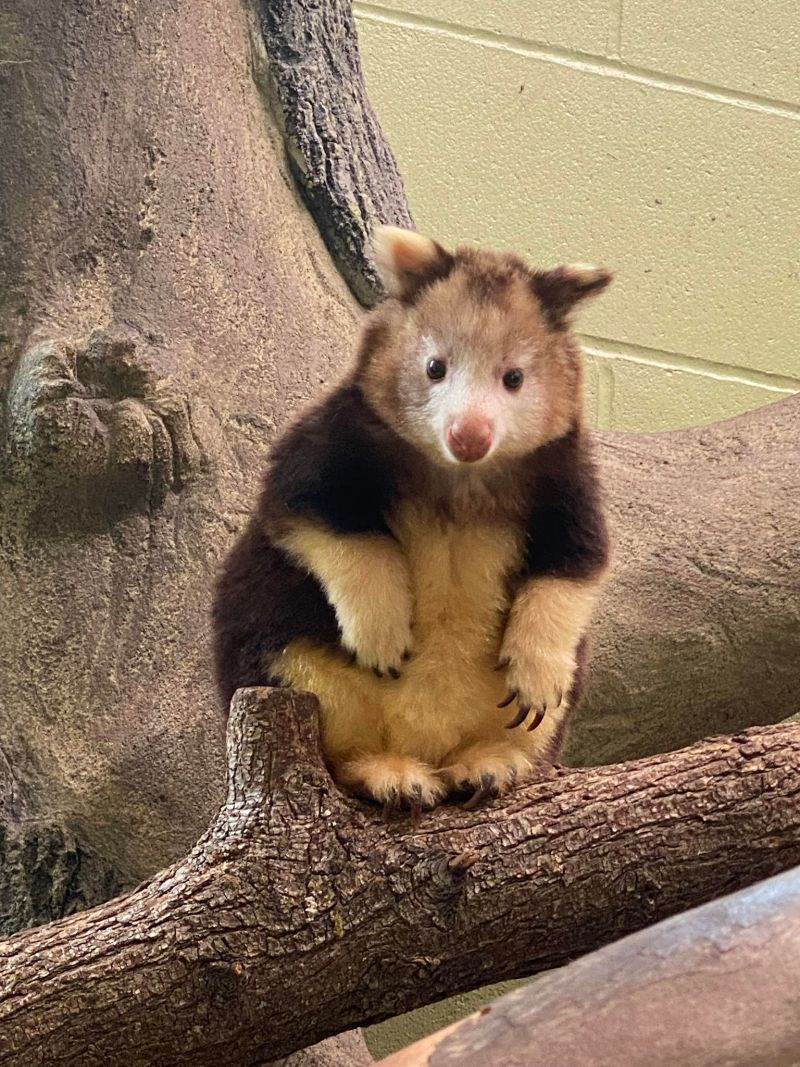 Image for the Tweet beginning: Happy # WorldTreeKangarooDay to the