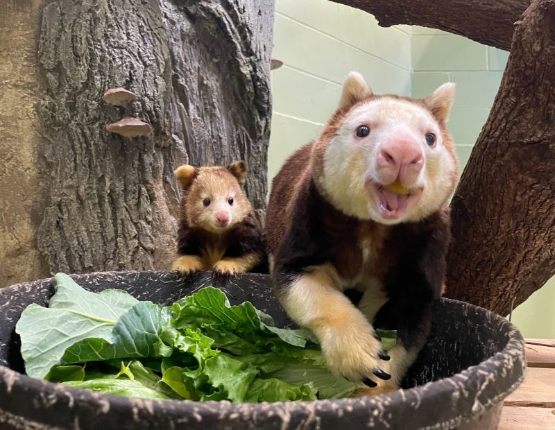 Image for the Tweet beginning: Happy # WorldTreeKangarooDay to the