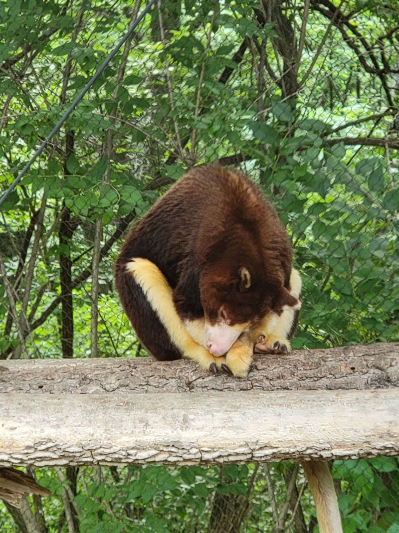 Image for the Tweet beginning: Happy # WorldTreeKangarooDay to the