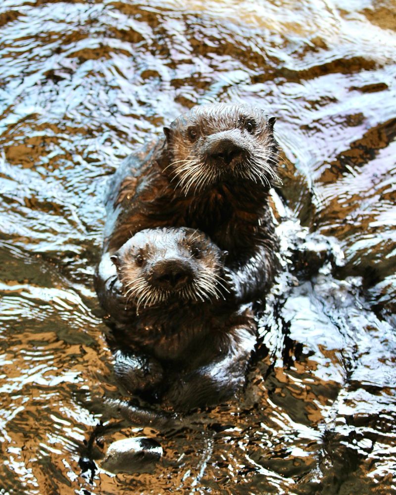 Image for the Tweet beginning: Happy #WorldOtterDay! Here at the