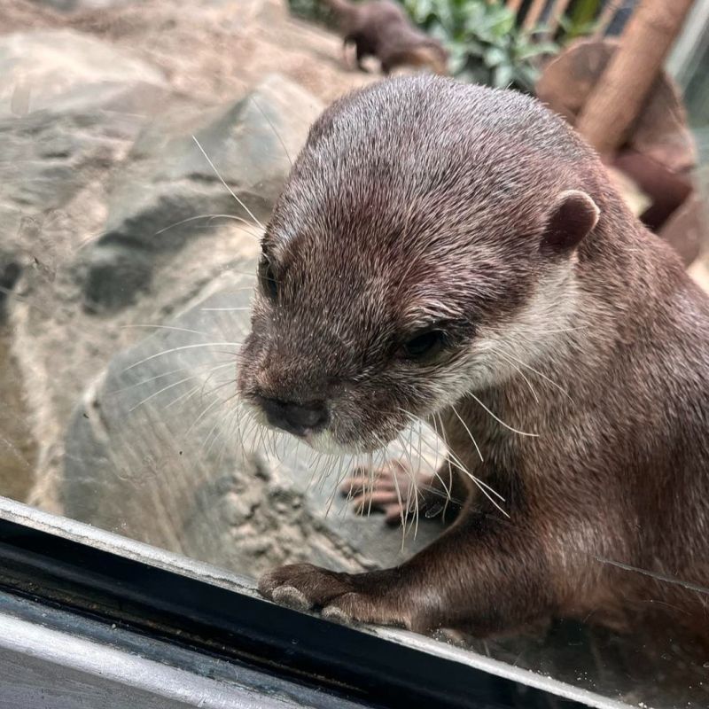 Image for the Tweet beginning: Happy #WorldOtterDay! Here at the