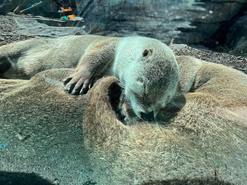 Image for the Tweet beginning: Happy #WorldOtterDay! Here at the