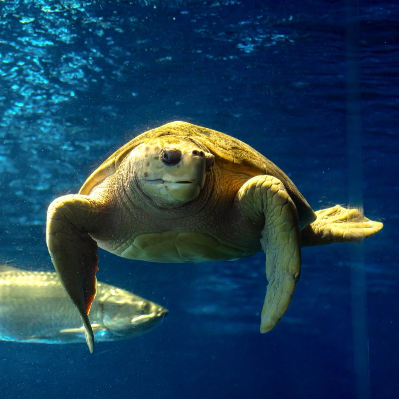 Image for the Tweet beginning: Get to know Caretta, our