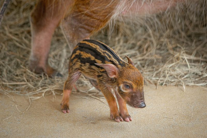 Image for the Tweet beginning: ✨ Very demure. Very mindful.