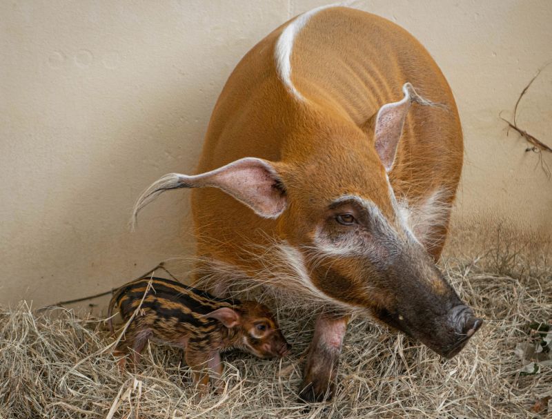 Image for the Tweet beginning: ✨ Very demure. Very mindful.