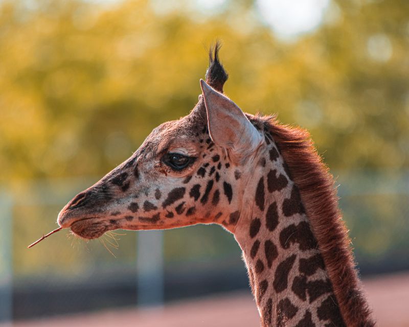 Image for the Tweet beginning: This town ain't tall enough